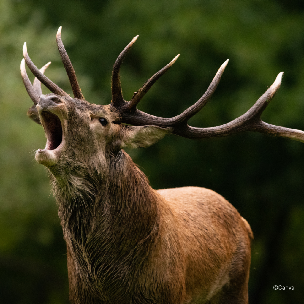 Cerf